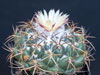 Coryphantha elephantidens