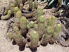 Coryphantha erecta