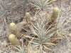 Coryphantha erecta