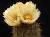 Coryphantha erecta