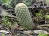 Coryphantha erecta