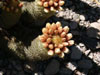 Coryphantha erecta