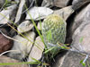 Coryphantha erecta