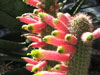 Cleistocactus ferrarii