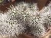 Copiapoa fiedleriana