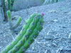 Cleistocactus fieldianus