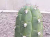 Cleistocactus fieldianus