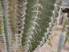 Cereus fricii