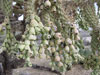 Cylindropuntia fulgida