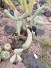 Cylindropuntia fulgida