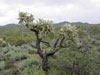 Cylindropuntia fulgida