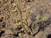 Cylindropuntia ganderi