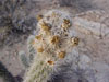 Cylindropuntia ganderi