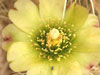 Cylindropuntia ganderi