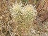 Cylindropuntia ganderi