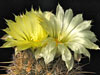 Coryphantha glanduligera