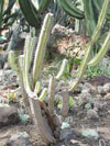 Cephalocereus glaucochrous