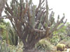 Cereus jamacaru