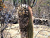 Coleocephalocereus goebelianus