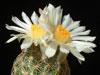 Coryphantha gracilis