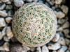 Coryphantha gracilis