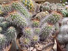 Copiapoa grandiflora