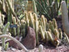 Cleistocactus hildegardiae