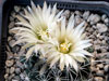 Coryphantha hintoniorum