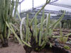 Cereus huilunchu