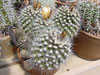 Copiapoa humilis