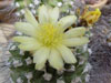 Copiapoa humilis