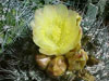 Copiapoa humilis