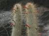 Cleistocactus hyalacanthus