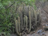 Cleistocactus hyalacanthus