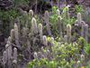 Cleistocactus hyalacanthus