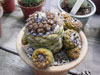 Copiapoa hypogaea