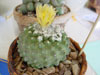 Copiapoa hypogaea