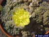 Copiapoa hypogaea