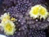 Copiapoa hypogaea