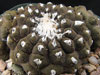 Copiapoa hypogaea