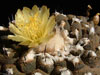 Copiapoa hypogaea