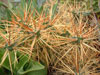 Cylindropuntia hystrix