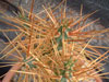 Cylindropuntia hystrix