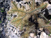 Cylindropuntia hystrix