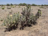 Cylindropuntia imbricata