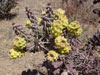 Cylindropuntia imbricata