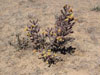 Cylindropuntia imbricata