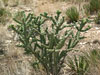 Cylindropuntia imbricata