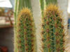 Cereus insularis