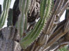 Cereus jamacaru